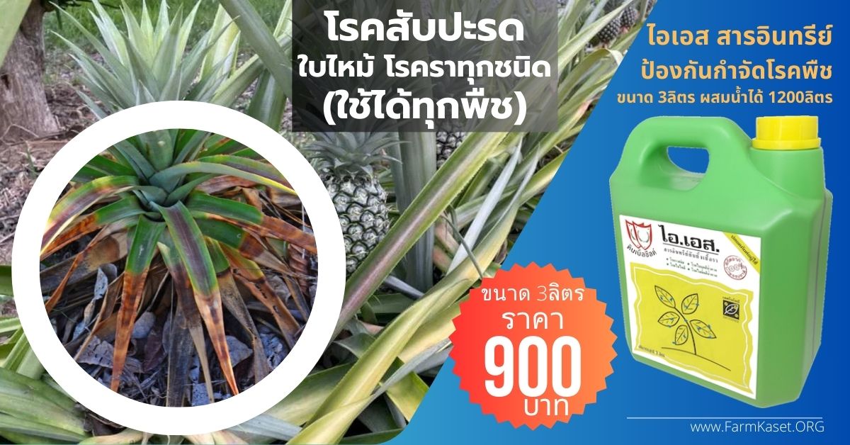 โรค สับปะรดใบไหม้ โรคสับปะรดยอดเน่า